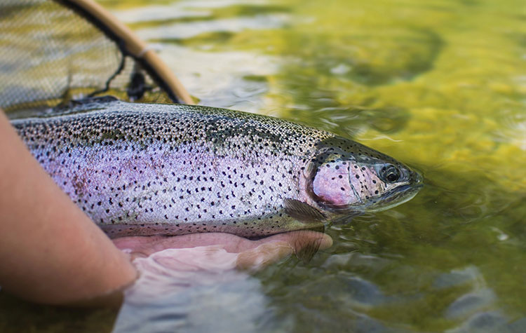 Trout Fishing